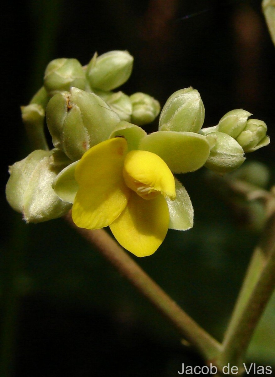 Schumacheria castaneifolia Vahl